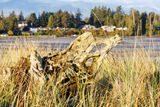 Weatered driftwood
