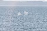 Humpback whales 