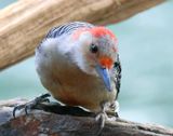 red-bellied woodpecker 1-18-25-844x14c.jpg
