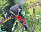 548pileated woodpecker 8-4-06 cl2x14l.jpg