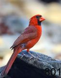 801cardinal 7-18-23-043x14lt.jpg