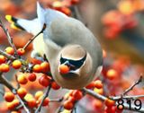 819cedar waxwing 3-12--23-765x14l.jpg