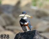 878belted kingfisher-8-27-23-246x14l.jpg