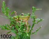 1002tree-frog 11-04-05 cl2x14l.jpg