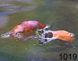 1019bullfrog  9-17-24-725x14l.jpg