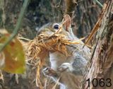 1063gray squirrel 12-14-05 cl1-14lh.jpg
