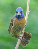 blue grosbeak  5-11-25-578x14c.jpg