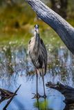 Mating Plumage