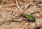 Grn sandjgare, (Cicindela campestris)