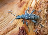 Barrtrdlpare, (Rhagium inquisitor)
