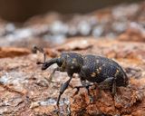 Vanlig snytbagge, (Hylobius abietis)