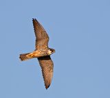 Eurasian Hobby, adult