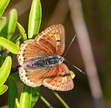 Violettkantad guldvinge, (Lycaena hippothoe), female