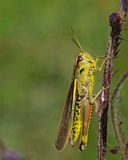 Krrgrshoppa, hane, (Stethophyma grossus)