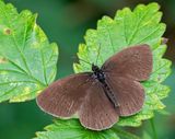 Luktgrsfjril, (Aphantopus hyperantus), male