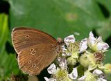 Luktgrsfjril, (Aphantopus hyperantus), male