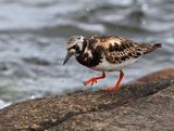 Ruddy Turnstone, adult female