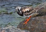 Ruddy Turnstone, adult female