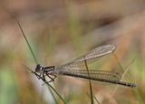 Mrk lyrflickslnda, hona, (Coenagrion pulchellum)