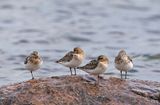 Sanderling, adult