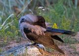 Hooded Crow