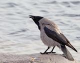 Hooded Crow, calling