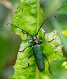 Myskbock, (Aromia moschata)