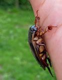 Gulbrmad dykare, hane, (Dytiscus marginalis)
