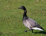 Brent Goose, adult