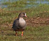 Lesser White-fronted Goose, individual colour mark