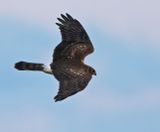 Hen Harrier, juvenile