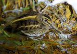 Jack Snipe
