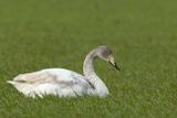 Whooper Swan, 2 cy