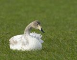 Whooper Swan, 2 cy