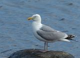 Herring Gull, adult
