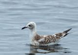 Mediterranean Gull, juvenile
