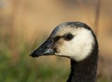 Barnacle Goose, juvenile