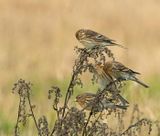 Twite, foraging birds in winter plumage