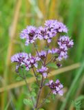 Kungsmynta, (Origanum vulgare)