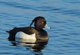 Tufted Duck, adult