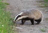 European Badger