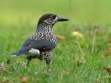 Eurasian Nutcracker