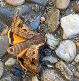 Strre bandfly, (Noctua pronuba)