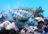 030702_BirchAquarium_LionFish.jpeg