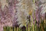 12 April 2023 - Different shades of toi toi by Waikawa Beach