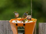 2 Waxeyes on a disused bluetooth speaker eating an orange slice