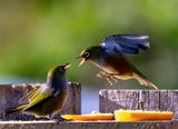 More Slivereye action on the feeder. For a tiny bird they can get quite agressive