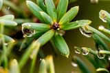 Raindrops on Totara