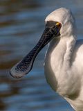 Spoonbill head