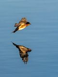 These swallows are sure difficult to photograph